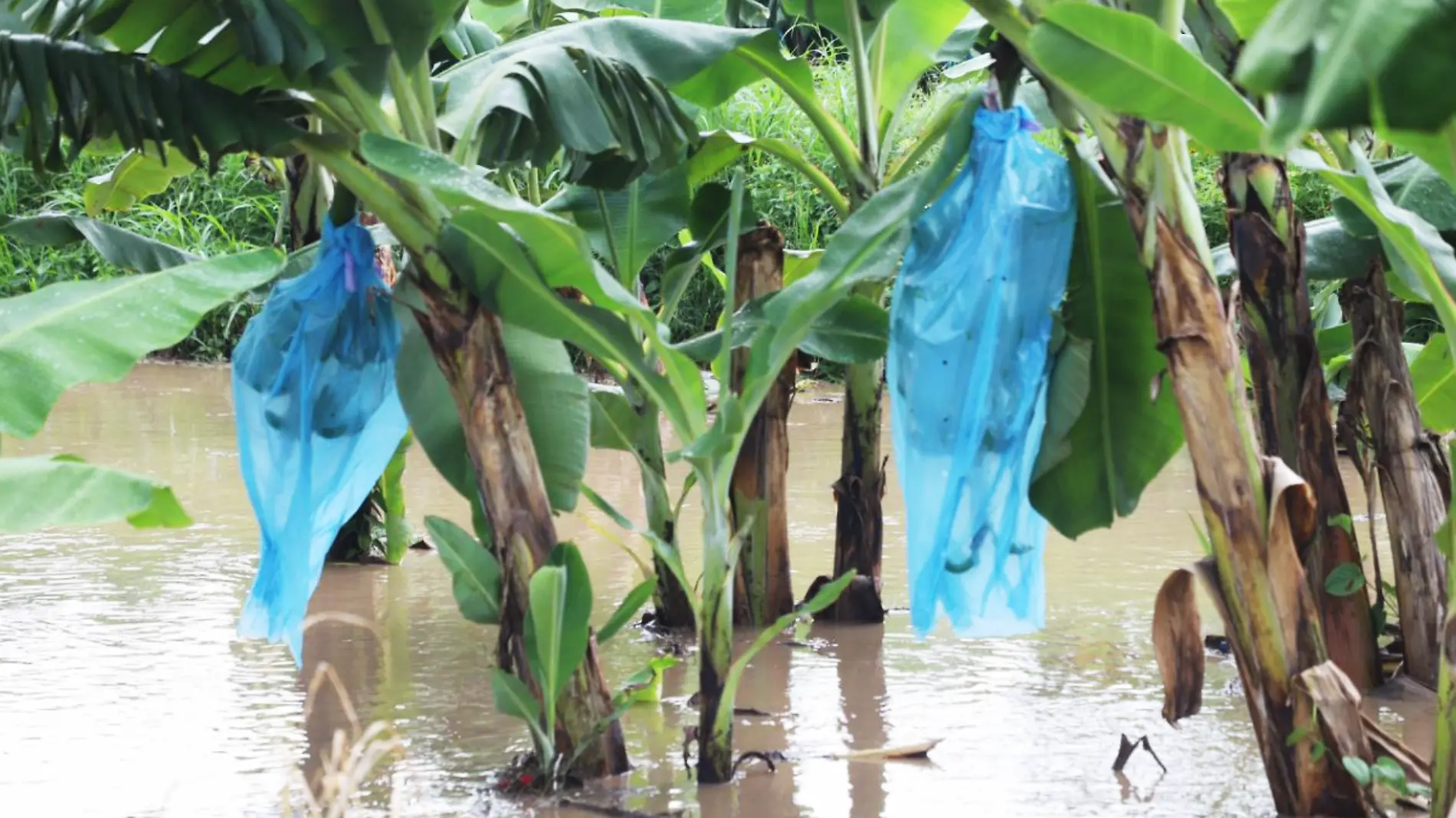 Inundaciones en zona platanera de Tabasco